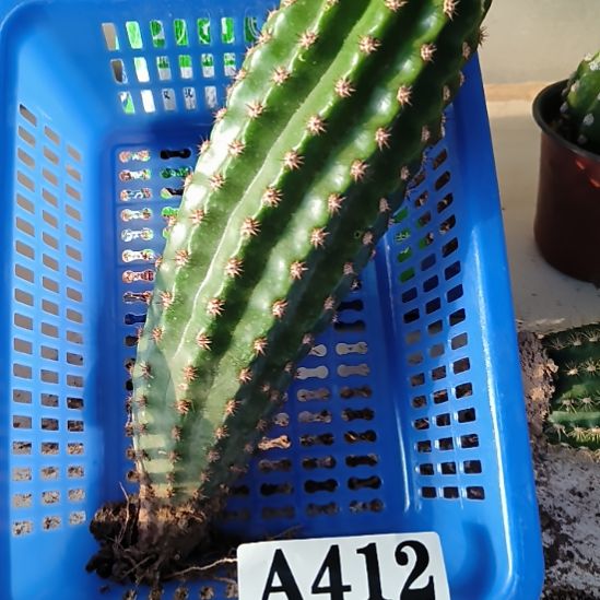 当前无花栽培后可以开花412