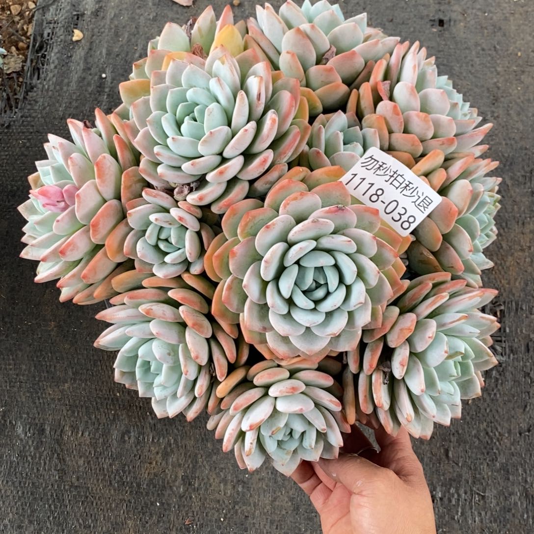 两单包邮1118-38冷香