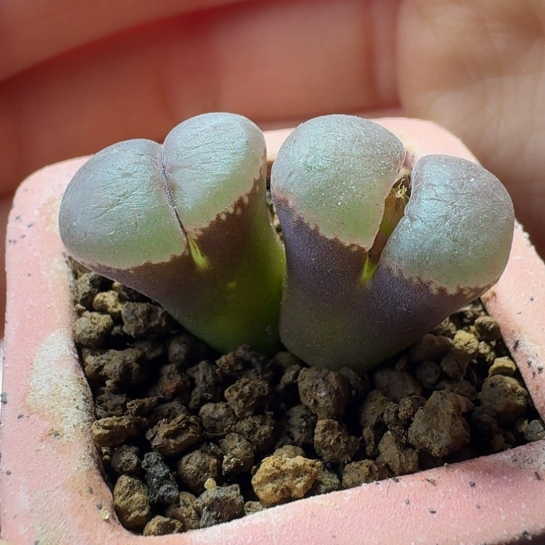 28号双头风铃一物一拍1.4-1.5