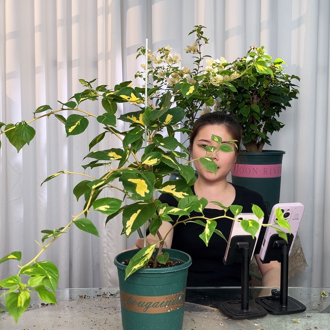 当前无花栽培后可以开花金心黄白带竹一颗