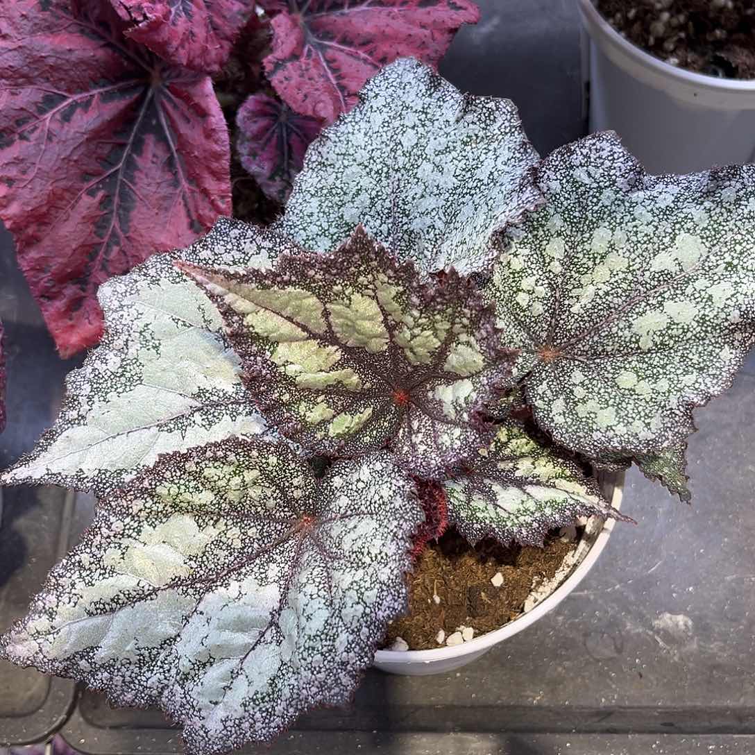 完全开放Did降雨秋海棠