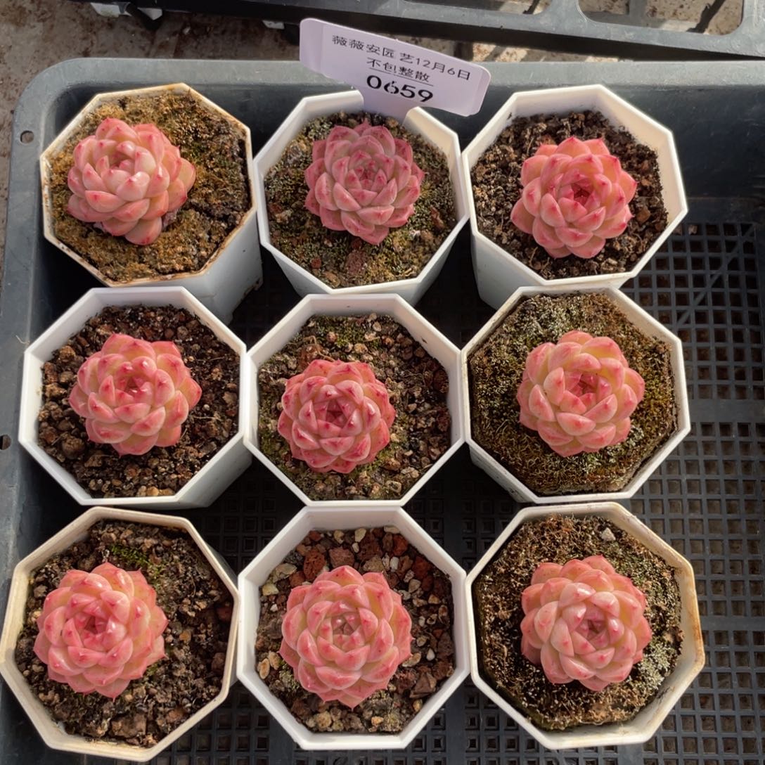 不包整散 盆子不售后0659