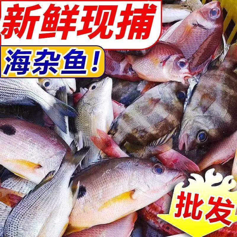 新鲜野生海杂鱼顺丰到家畅享鲜美海味