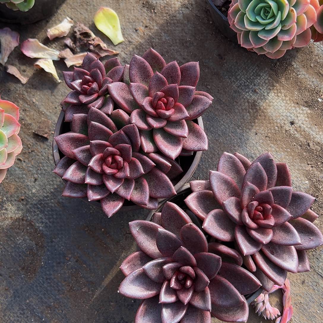 丰沛玫瑰双头起发精品二盆