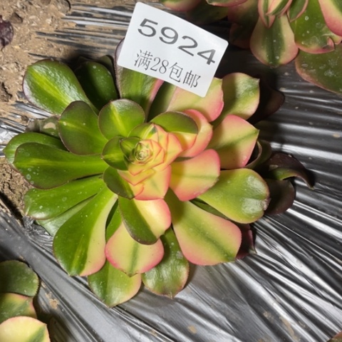 香妃多肉的5924多肉