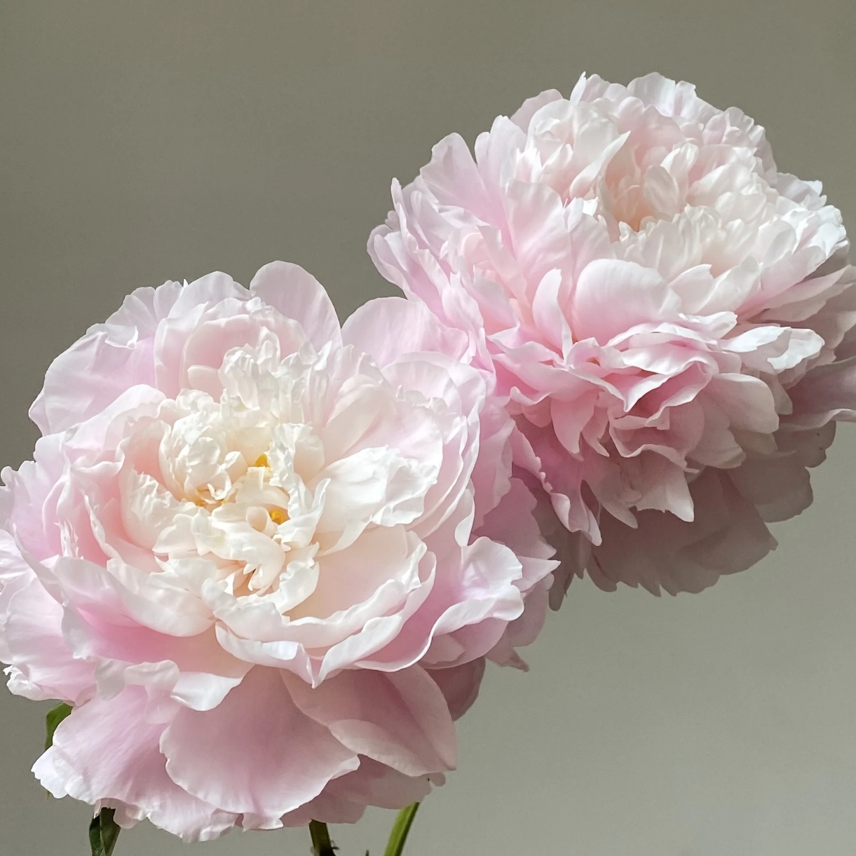 【邮政助农精选】种生粉花苞丑小鸭开花白天鹅对货对版山东鲜切花G