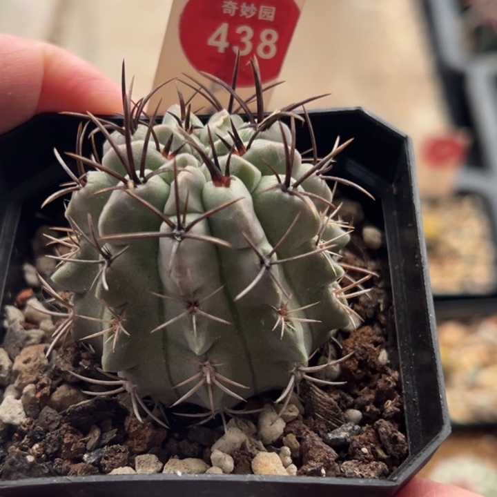 实生白肌素妆玉4.5cm