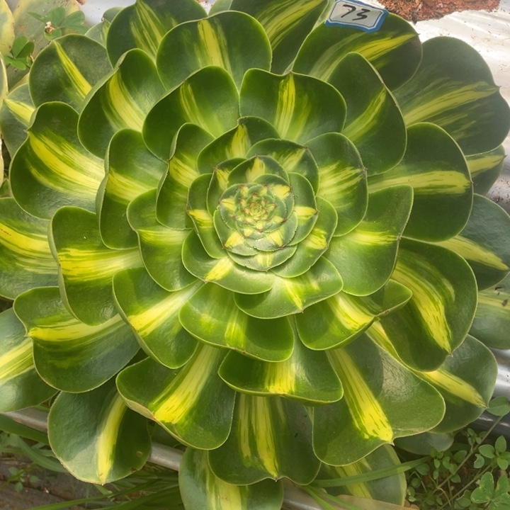 73暴君法师锦锦锦锦