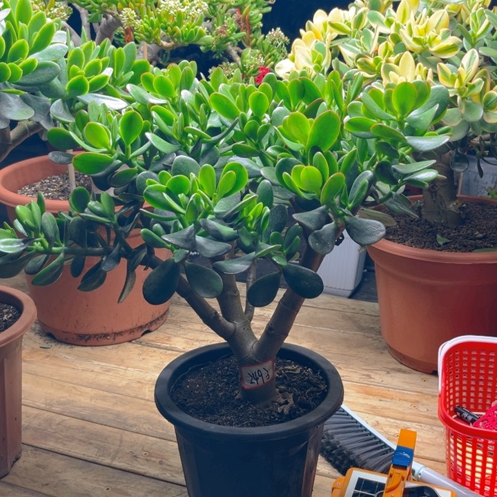 倒***子2495红边青叶半土球发