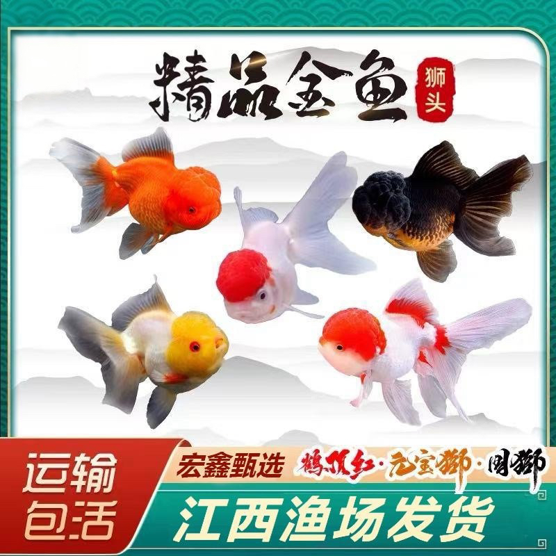 【赛级种鱼】1尾 大金鱼种鱼 （约3两一条）能生鱼仔 可混养 包邮 
