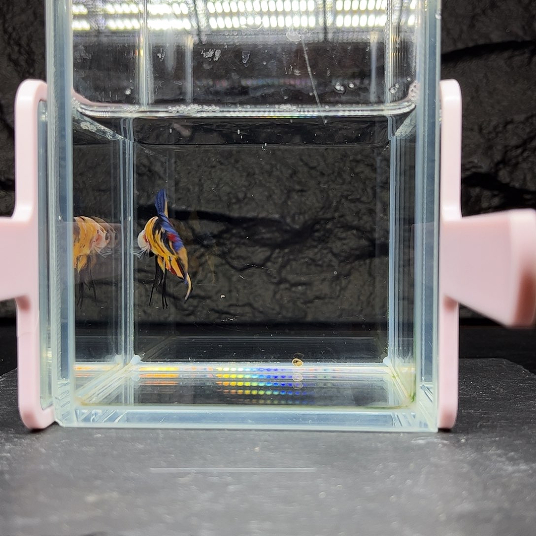 海胆宙斯斗鱼竞拍11-21