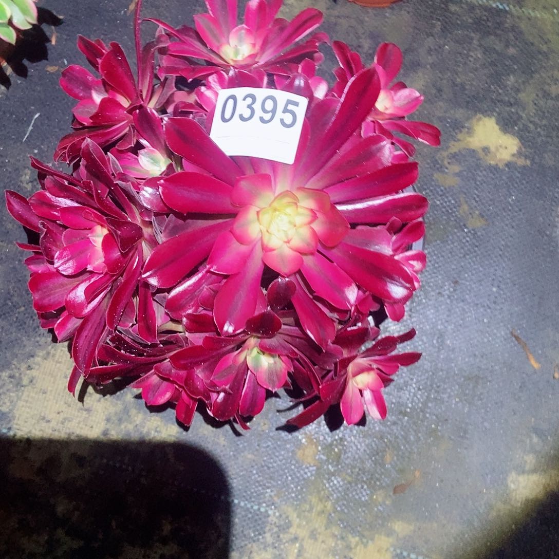 红陶0395美杜莎3多肉