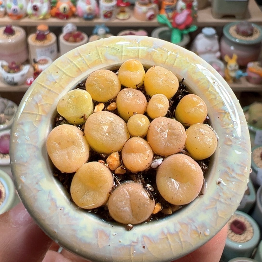 多肉植物107号空卡佛