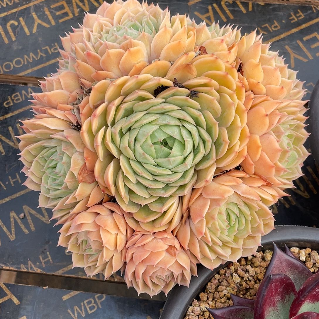 多肉植物一物一拍