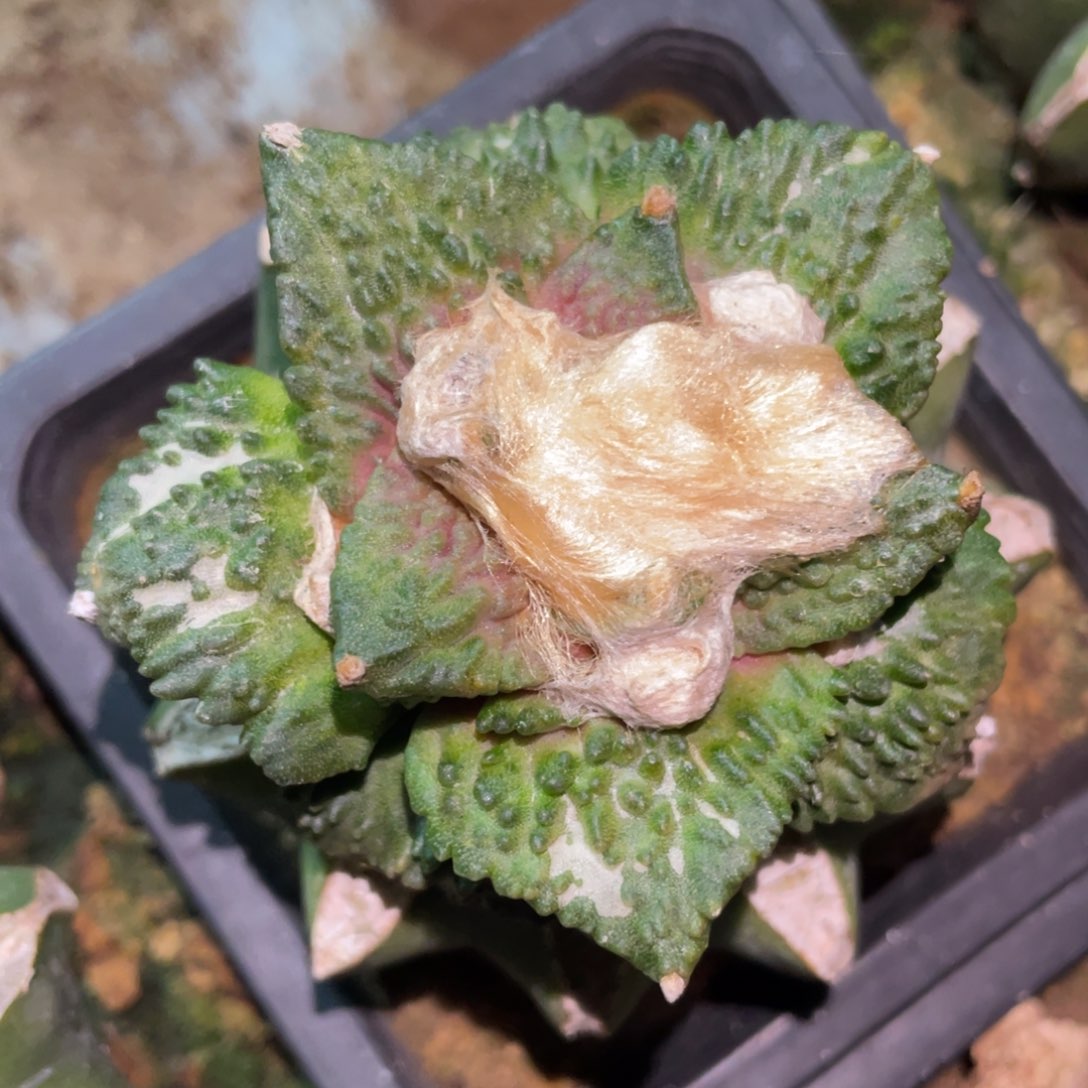 精选宽犹哥怒 仙人球开花