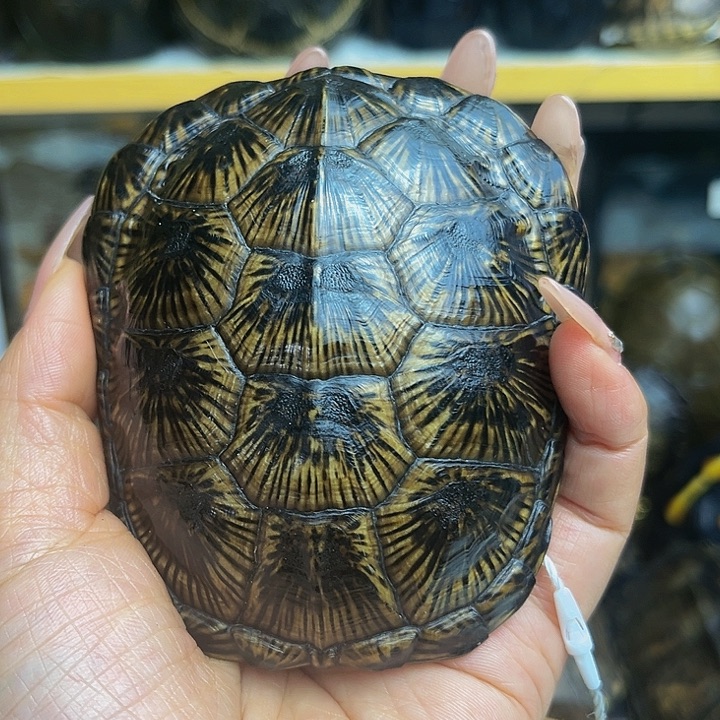 【闪购商品】有机玻璃与**绝