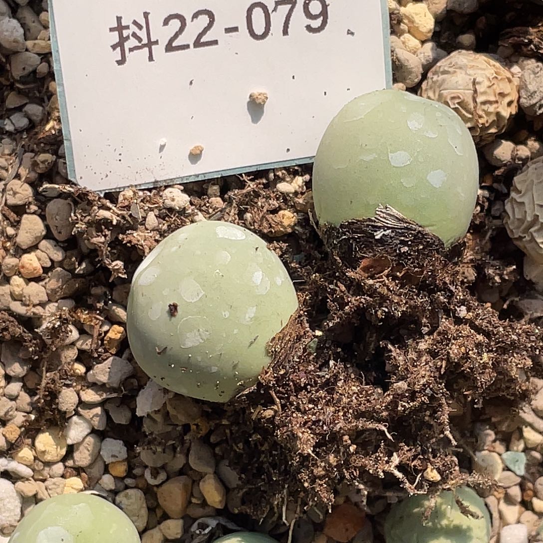 麻***烦22-79肉锥多肉植物