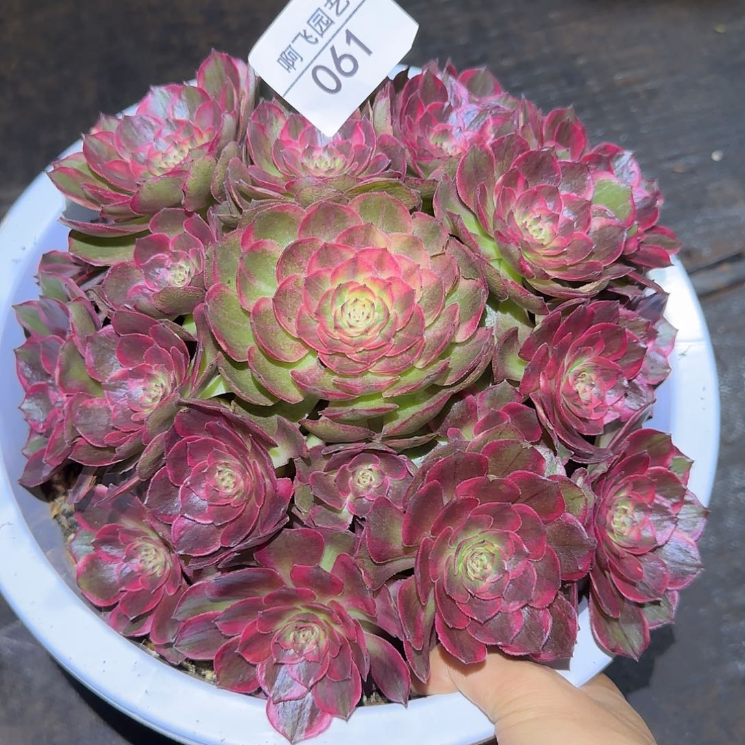 061多肉 红花郎福利