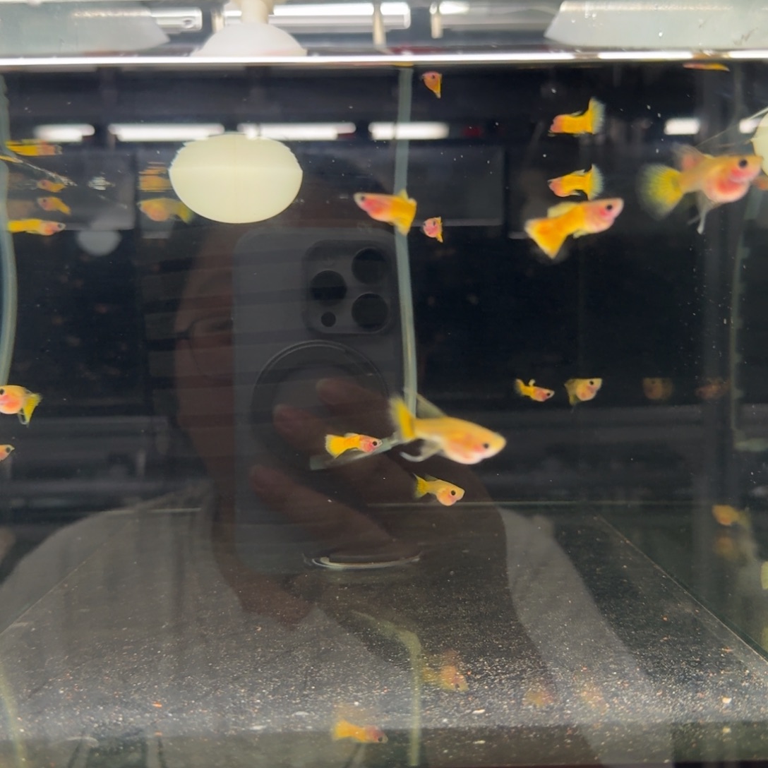 孔雀鱼黄金玻璃猫短球c一对