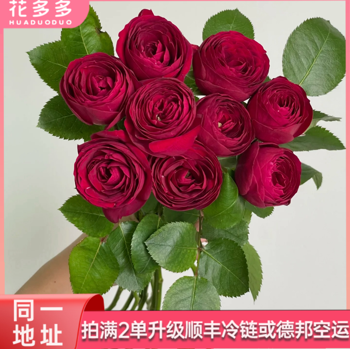 【红蕾丝】单头玫瑰10支  全场鲜花任意满两单升级冷链