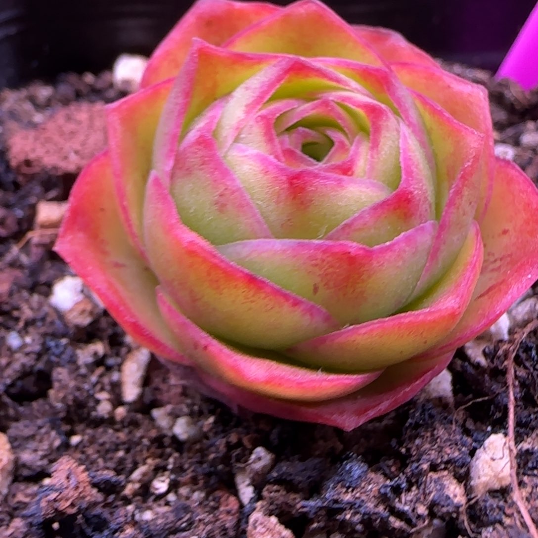 魅薇大帕七方杯优选988