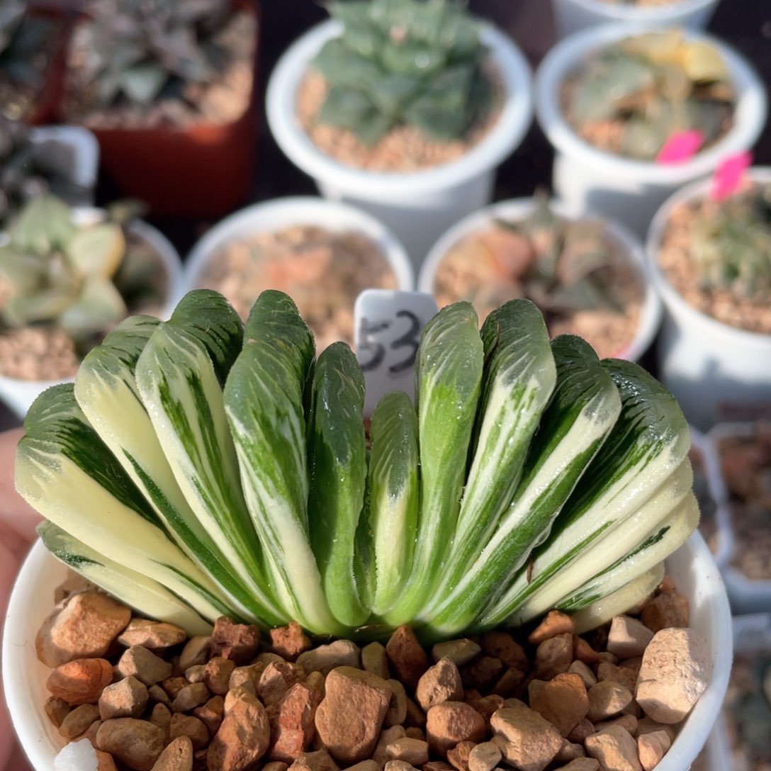 53绿玉扇锦。           