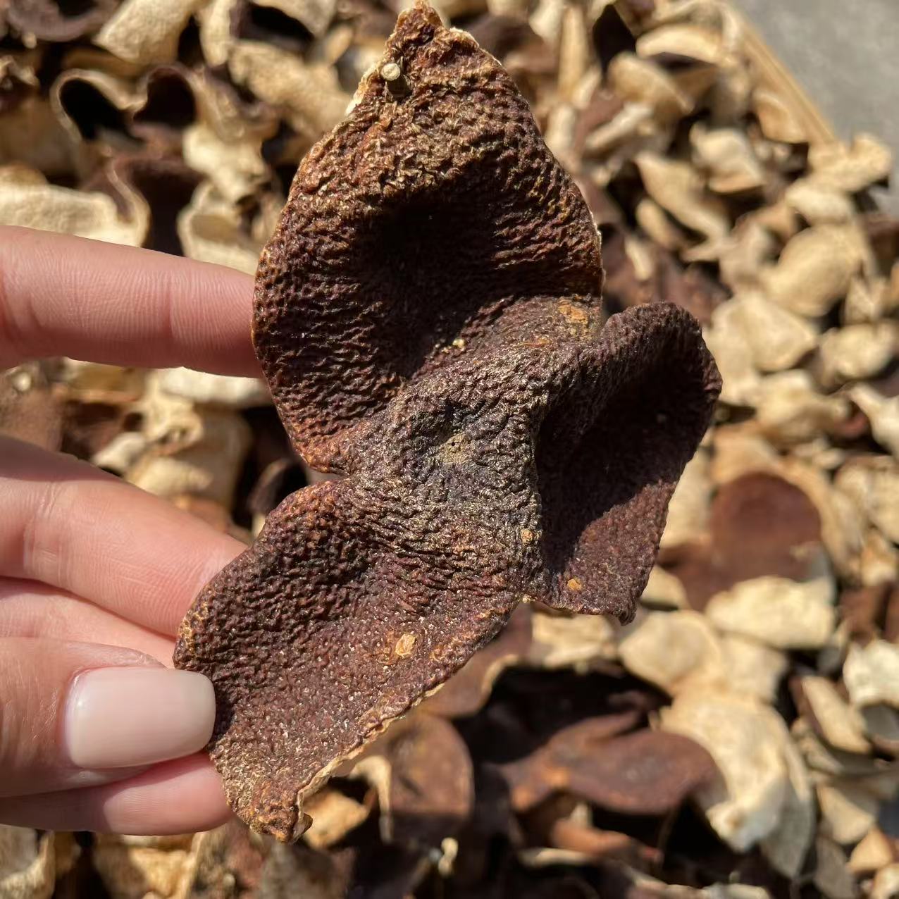 【南坦冬后2020】南坦老树原枝金丝冬后 狗腩大红皮 高甜 新会发货 