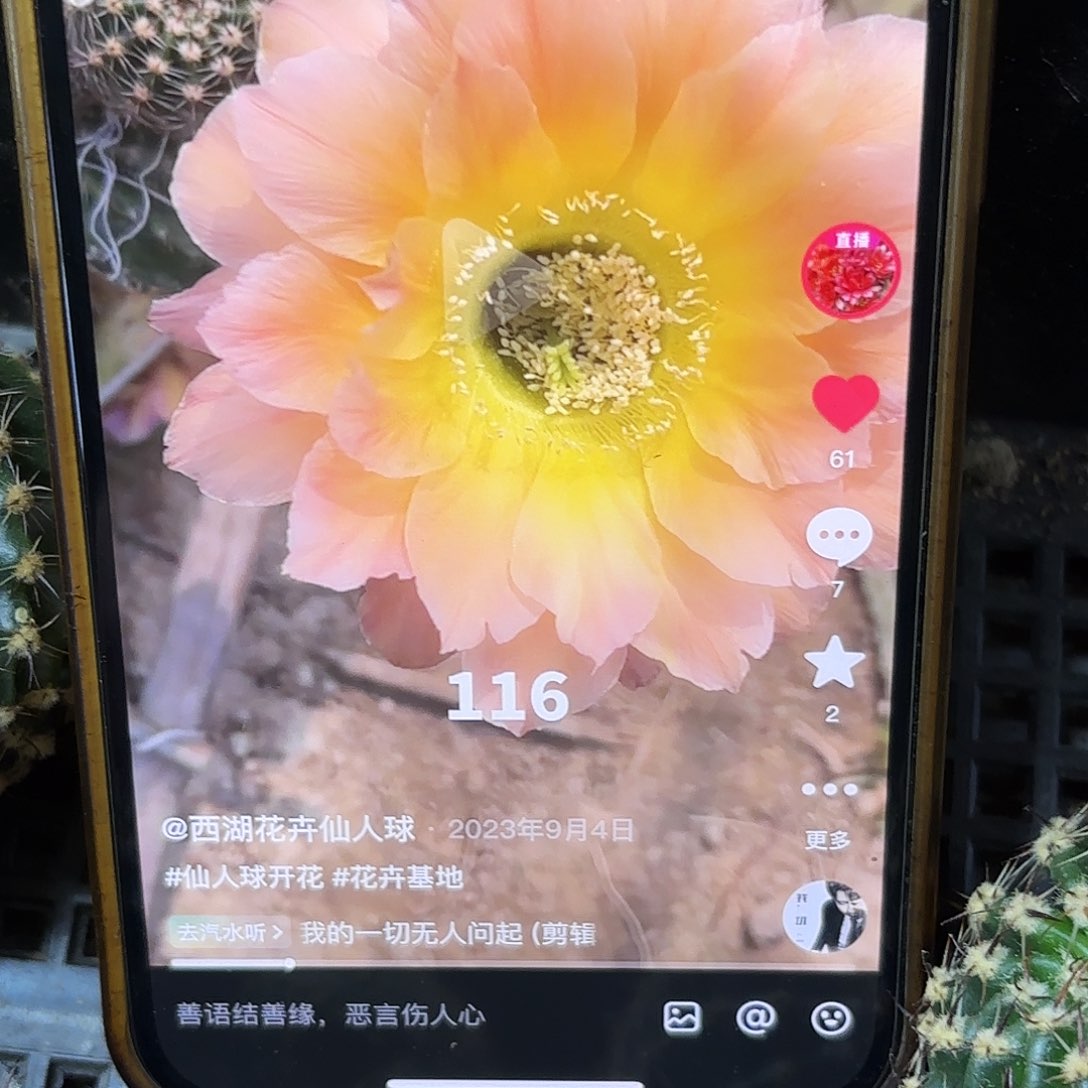 116彩侧牙20包邮9