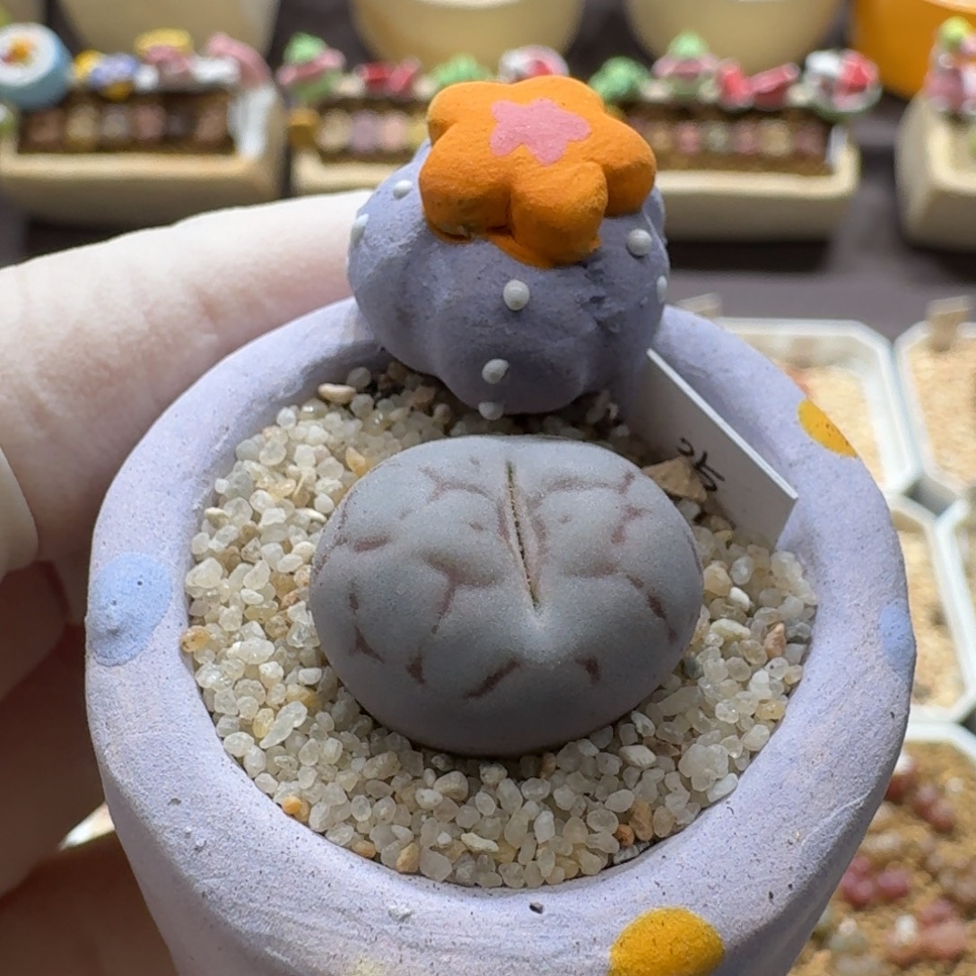 0922-004连盆带花紫色女娲石