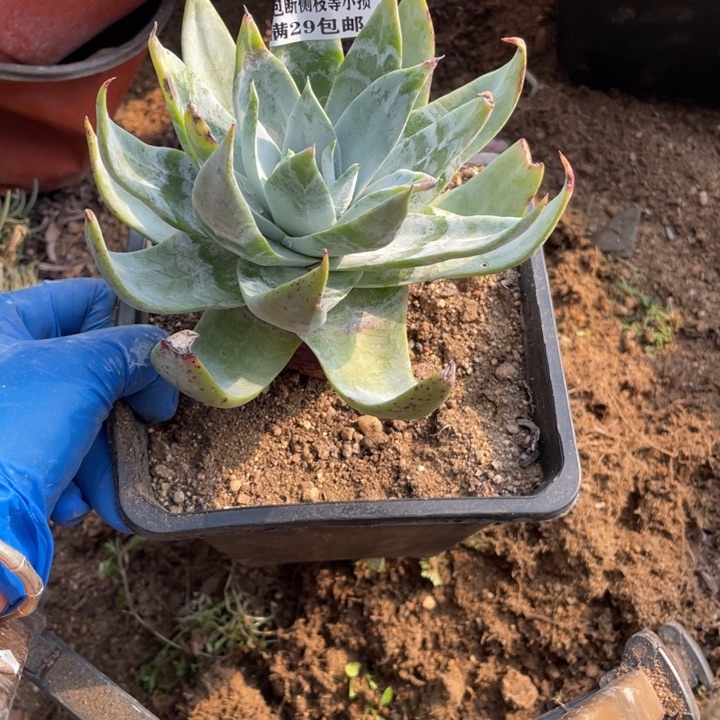 786号雪山多肉植物