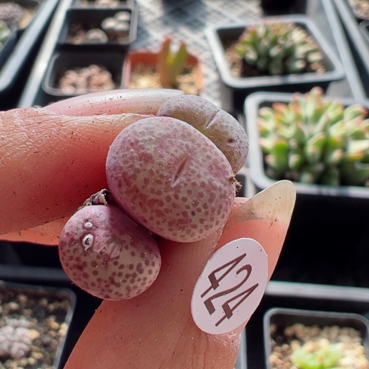 424好111111111111111