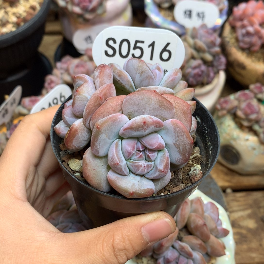 S0516 突尼斯 背景同款 新粉 福利