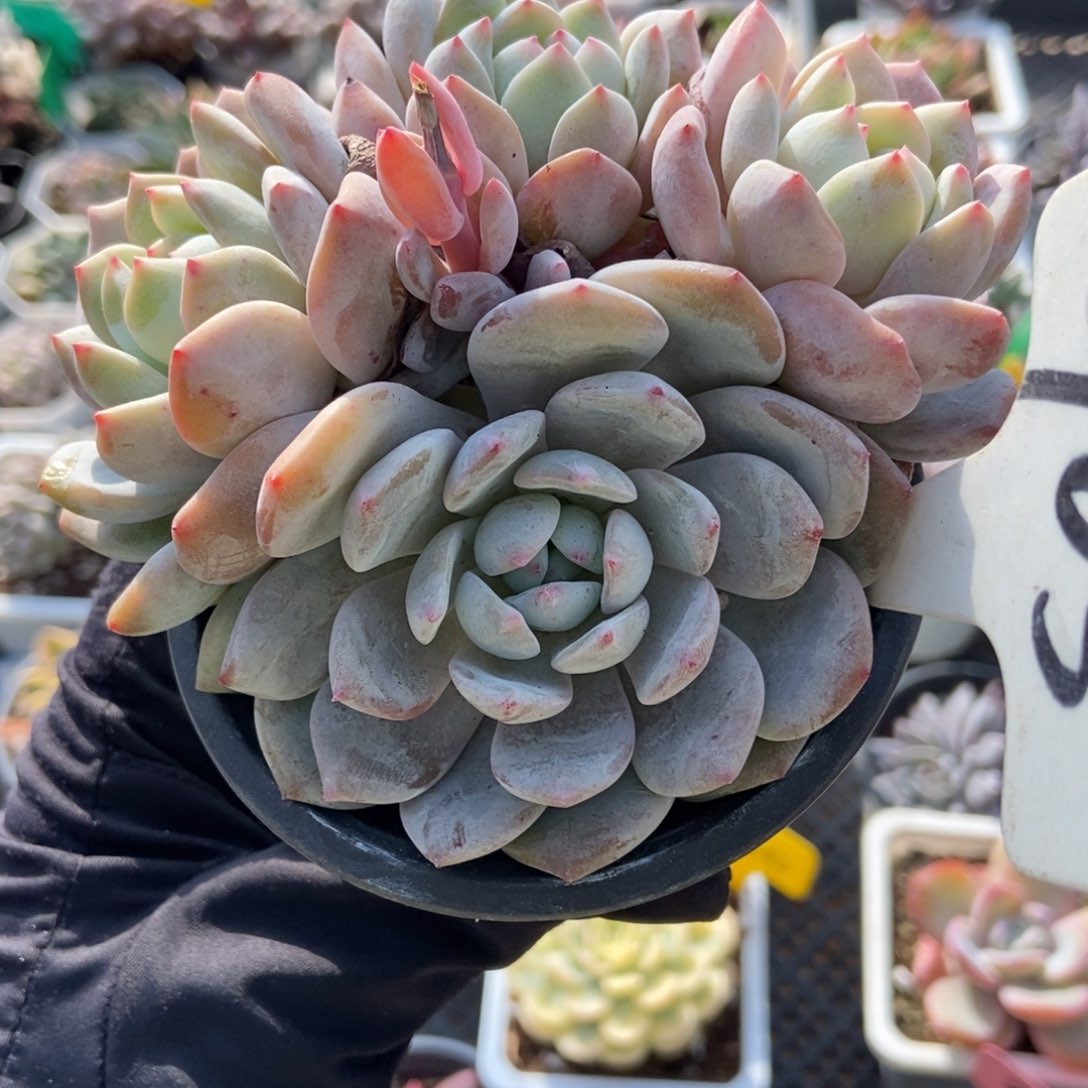 905小树橙多肉植物