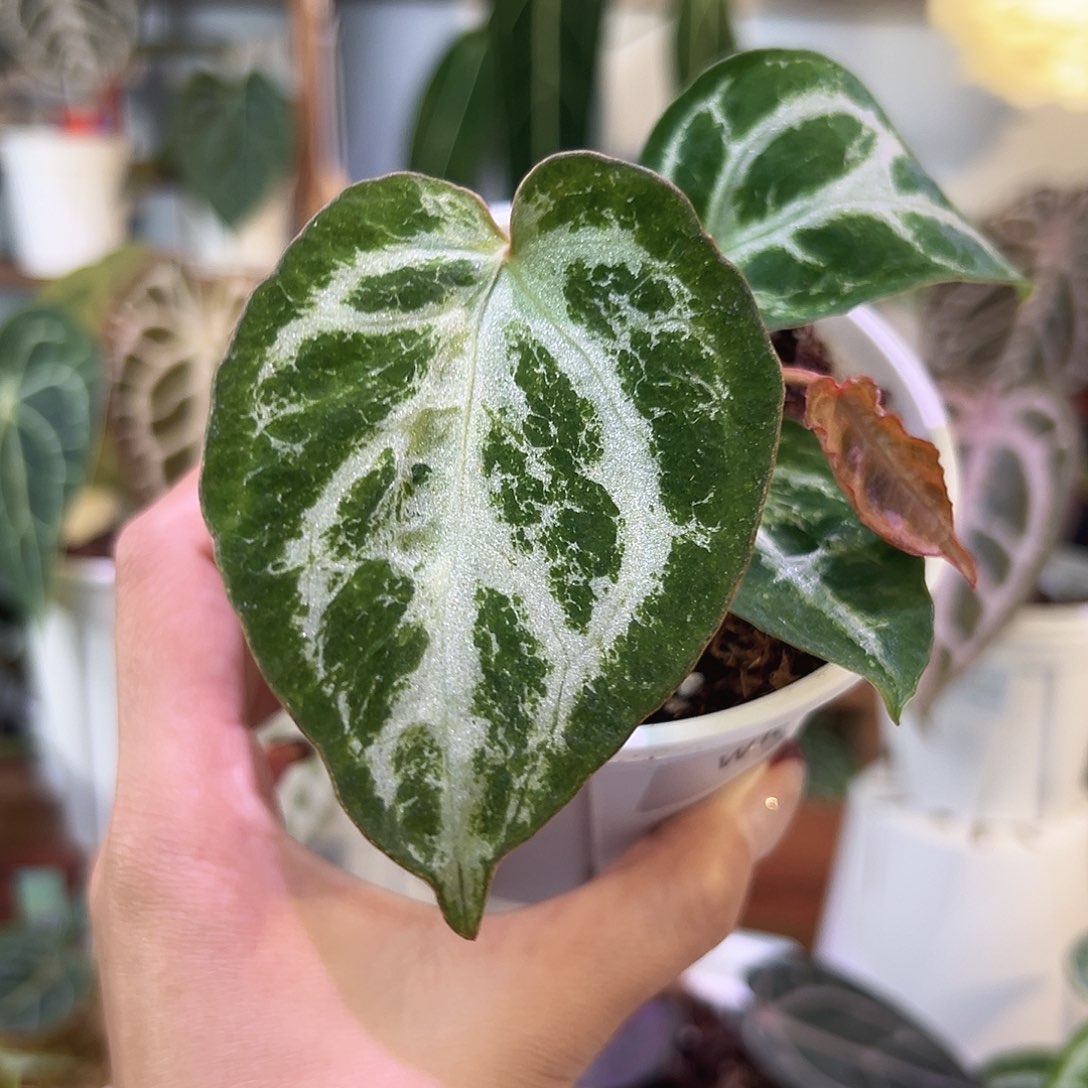 无花朵石化SKG银W10