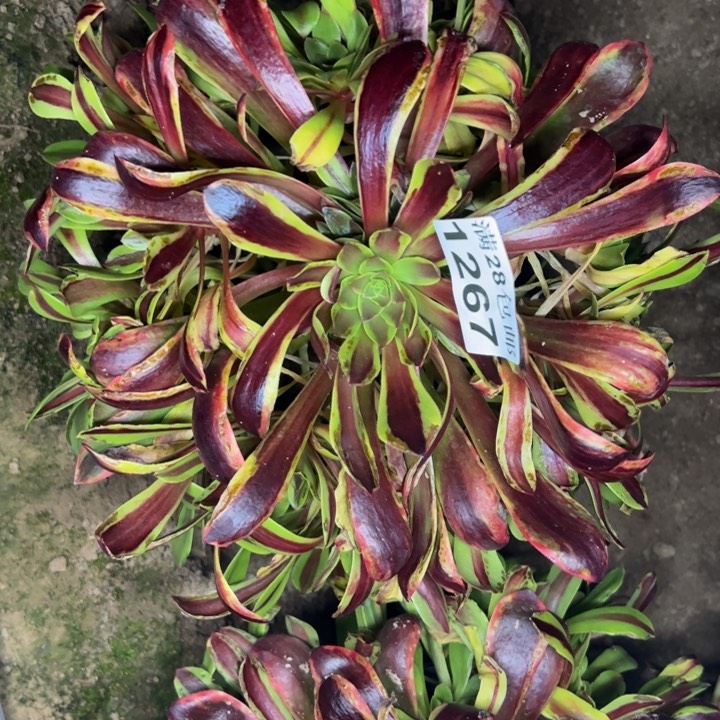 1267南欧嘉莉多肉植物