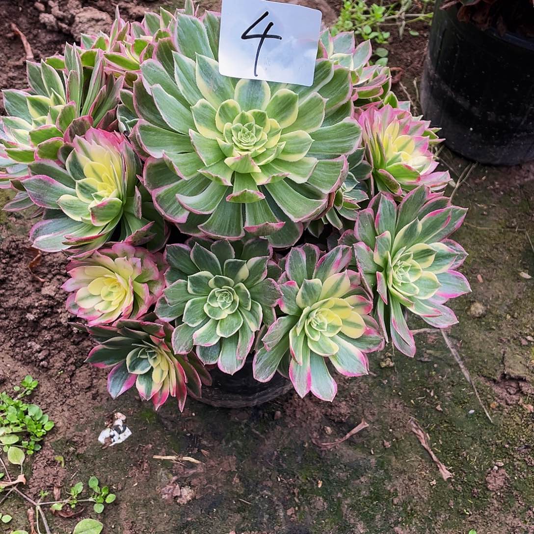 多肉法师4号粉体海王发货不包损