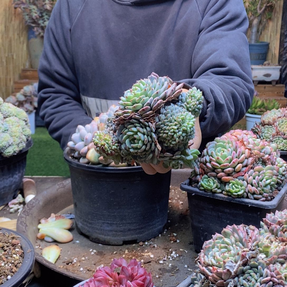 ✨*A87号白胖子缀多肉