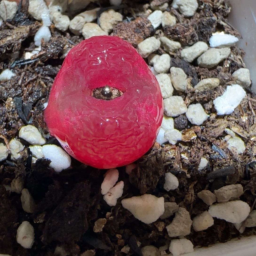 肉锥多肉植物百科4-红宝石198