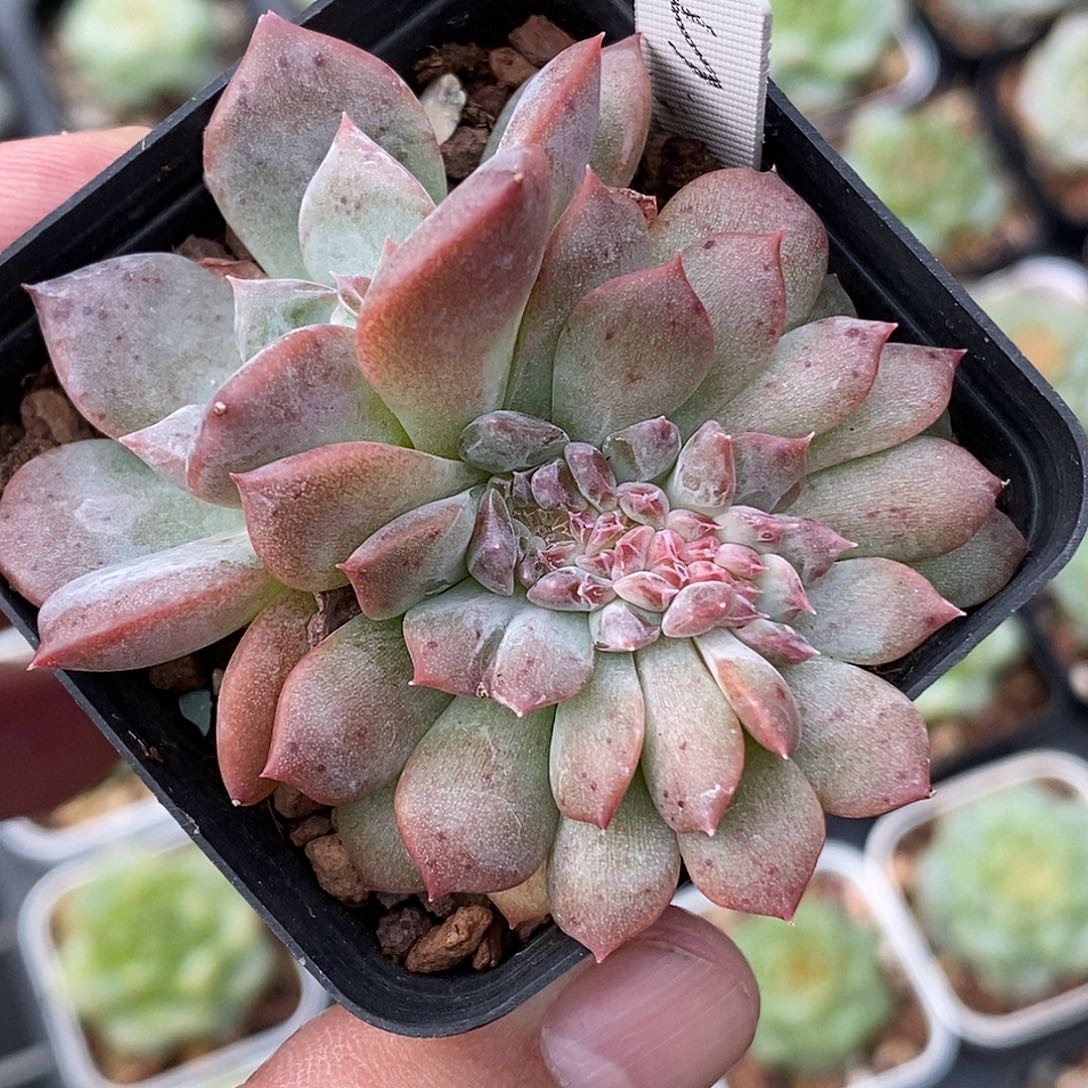 琥珀缀化30包邮非偏远