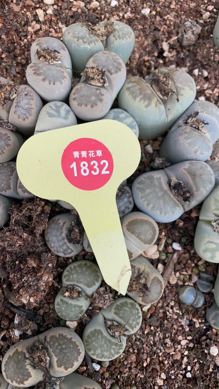 多肉植物生石花盆栽室内绿植好养屁屁花菊1832