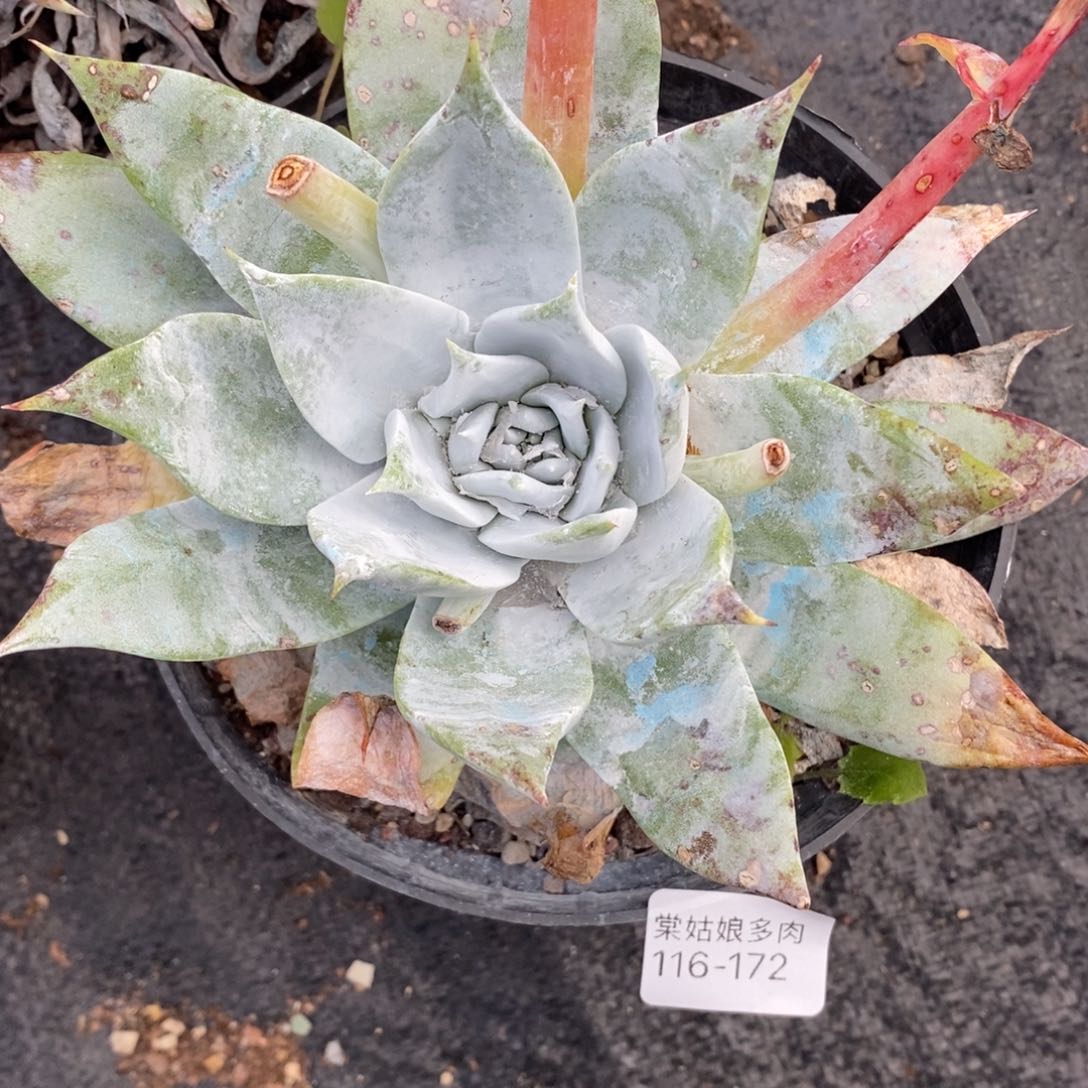 172号普西小可爱呀