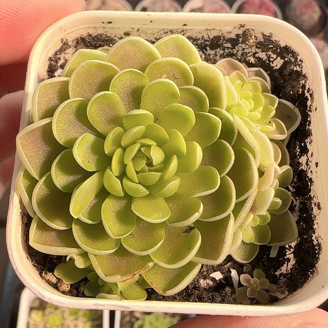 多肉1204-119捕虫堇