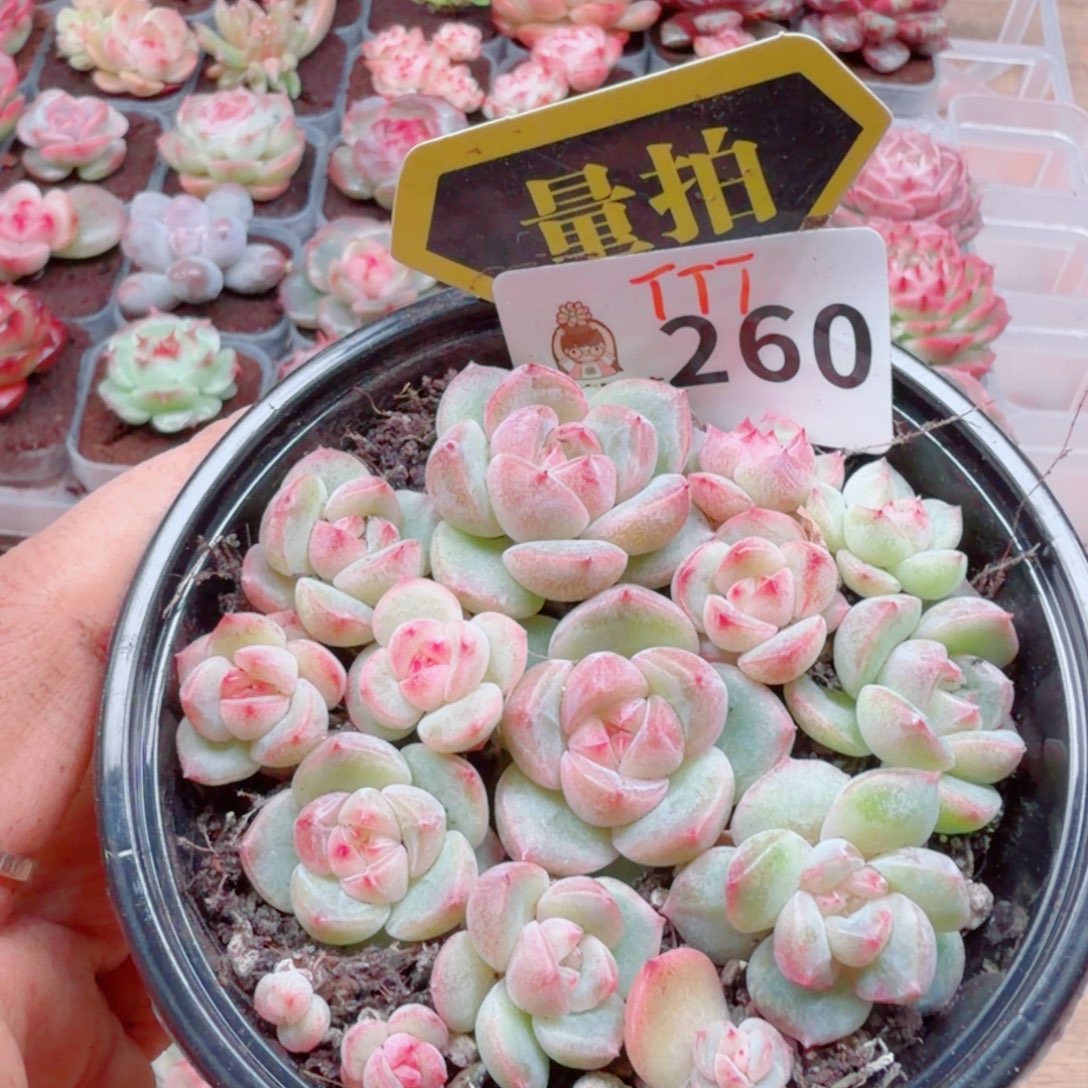 多肉植物多肉植物