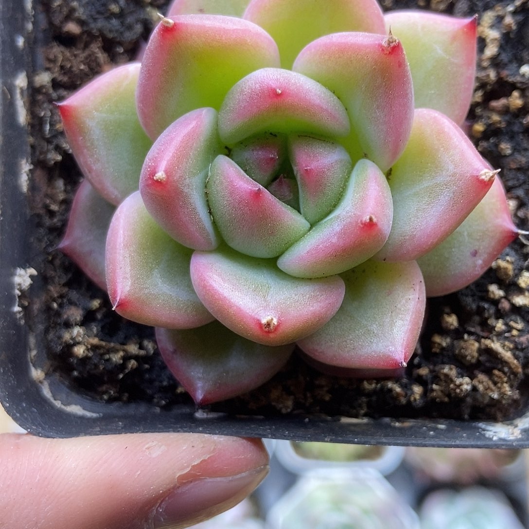 一物一拍一单包邮 355