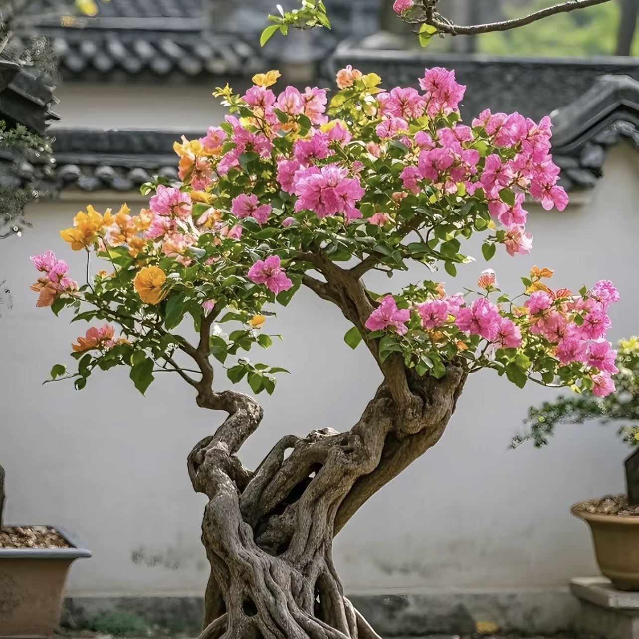 【一物一拍】三角梅盆栽绿植运输途中掉花掉叶属正常介意慎拍