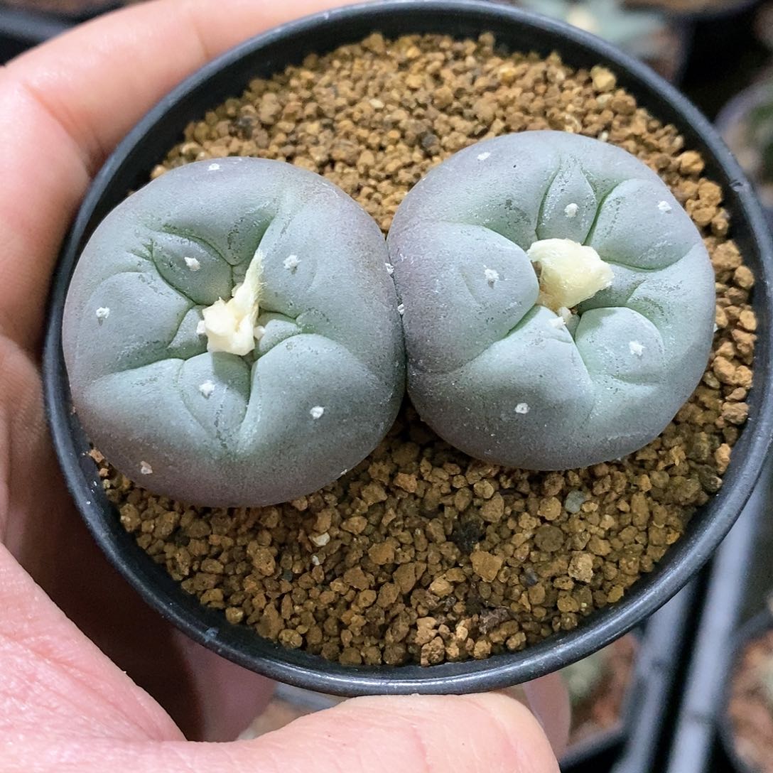 孤品实生优选艳肌白肌双头海鲜6.2cm