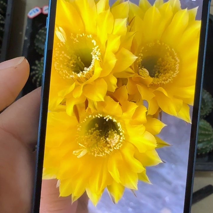 仙人球彩草侧芽歪黄金刚