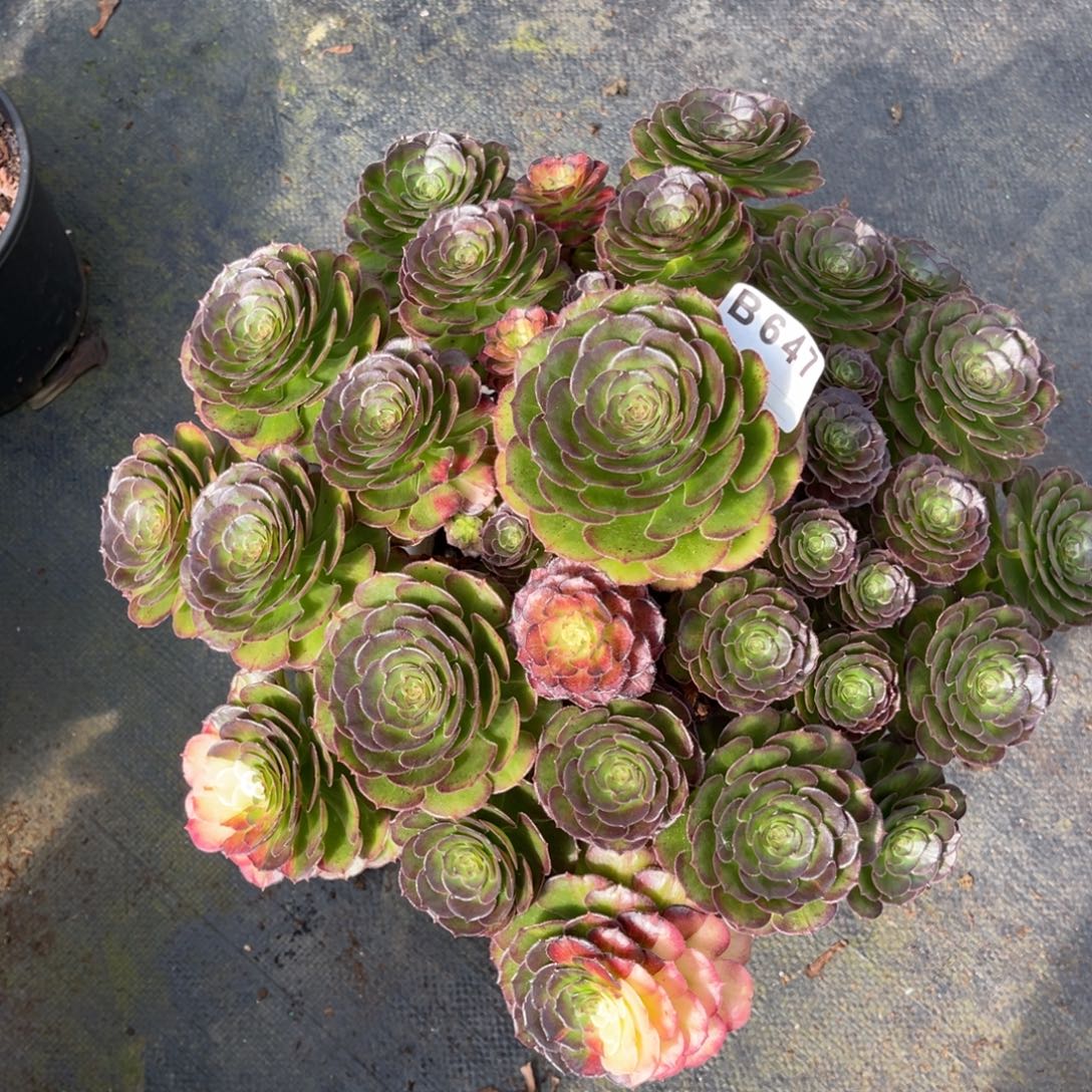 熙***熙海王七彩，一物一拍，福利647