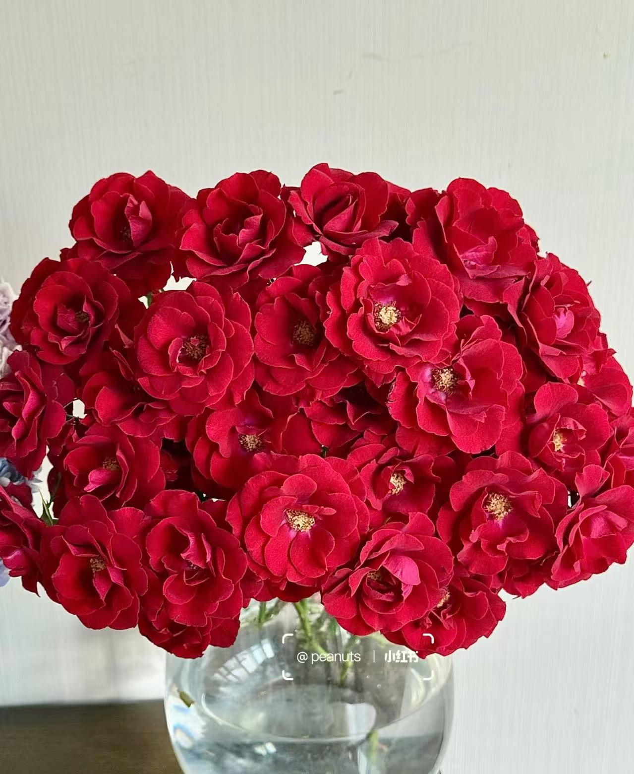 三岁花集--基地多头玫瑰红月芭比（一单顺丰三单空运包邮）