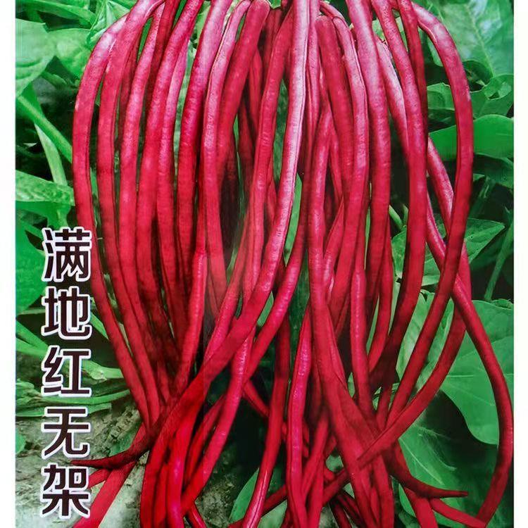 【满5包包邮】满地红无架豆角种子懒人种籽八月豆紫红江豆种子 